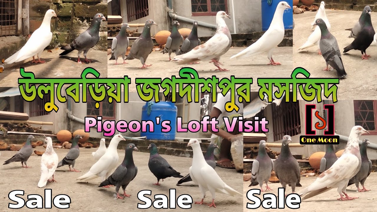 Uluberia Jagdishpur Masjidtala High Flying Pigeon's Loft Visit | One Moon