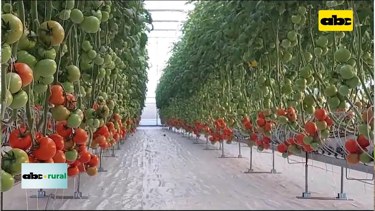 Invernadero automatizado para producción de tomate