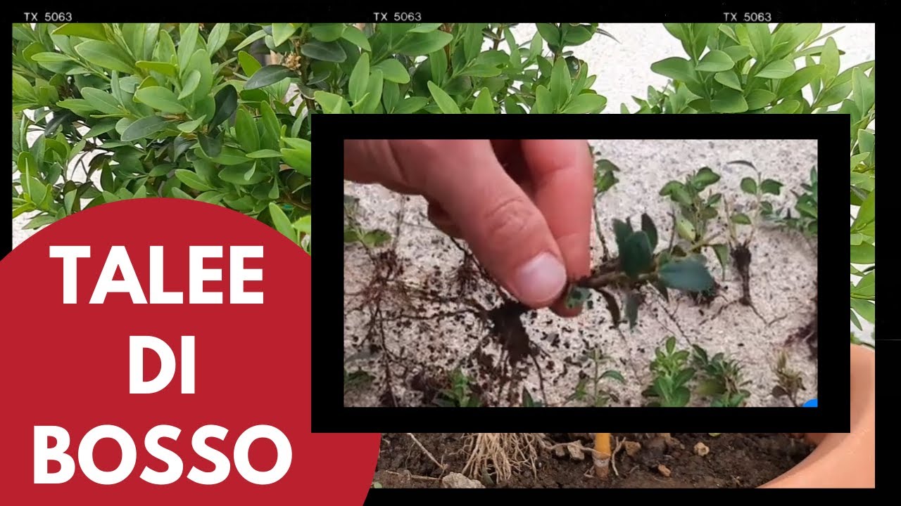 BUXUS - talea di BOSSO, Come fare tante talee di bosso