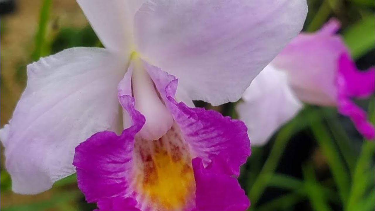 Orquidea Bambu (Arundina Graminifolia)