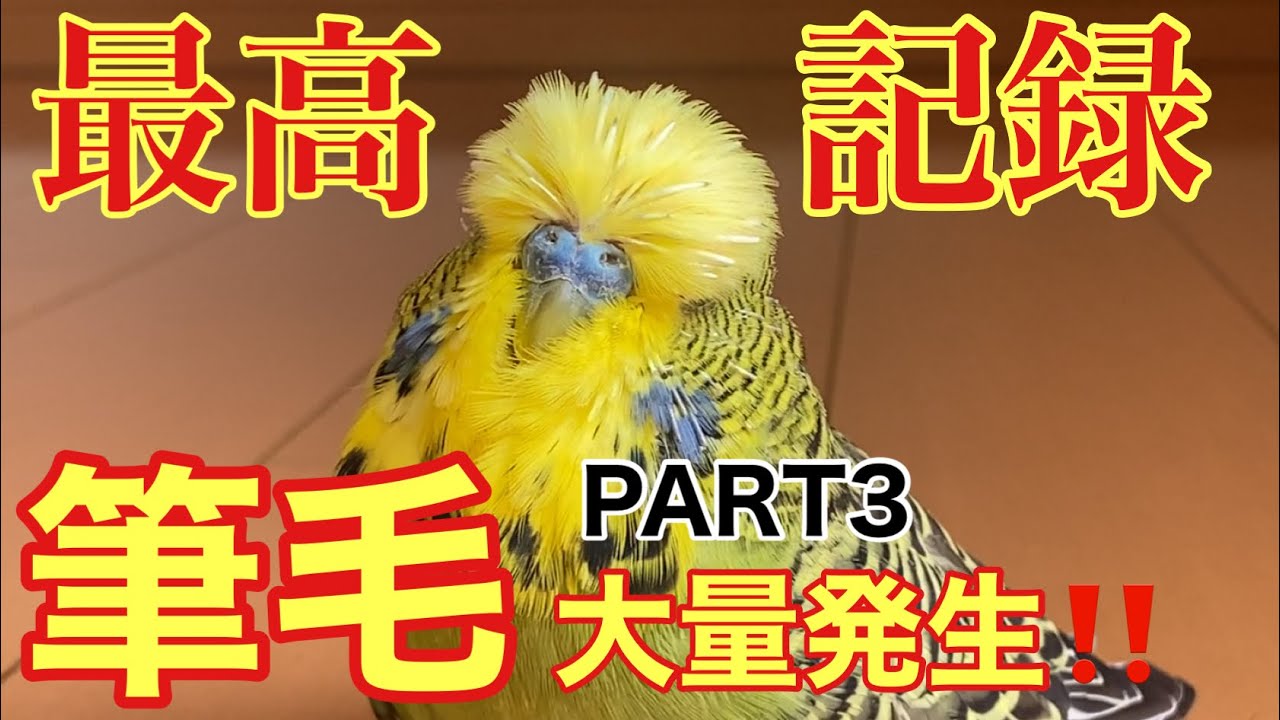 【インコ】最高記録更新⁉️筆毛大量発生‼️PART3(前編)