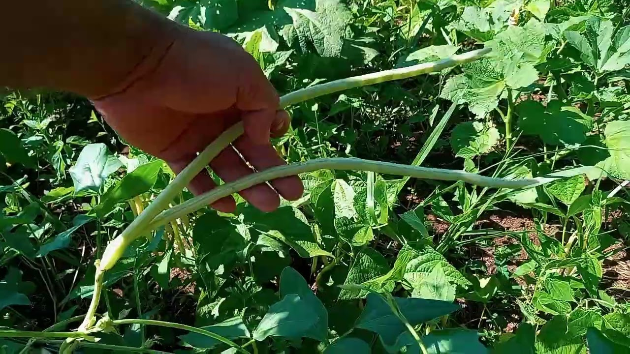 Minha Pequena Horta
