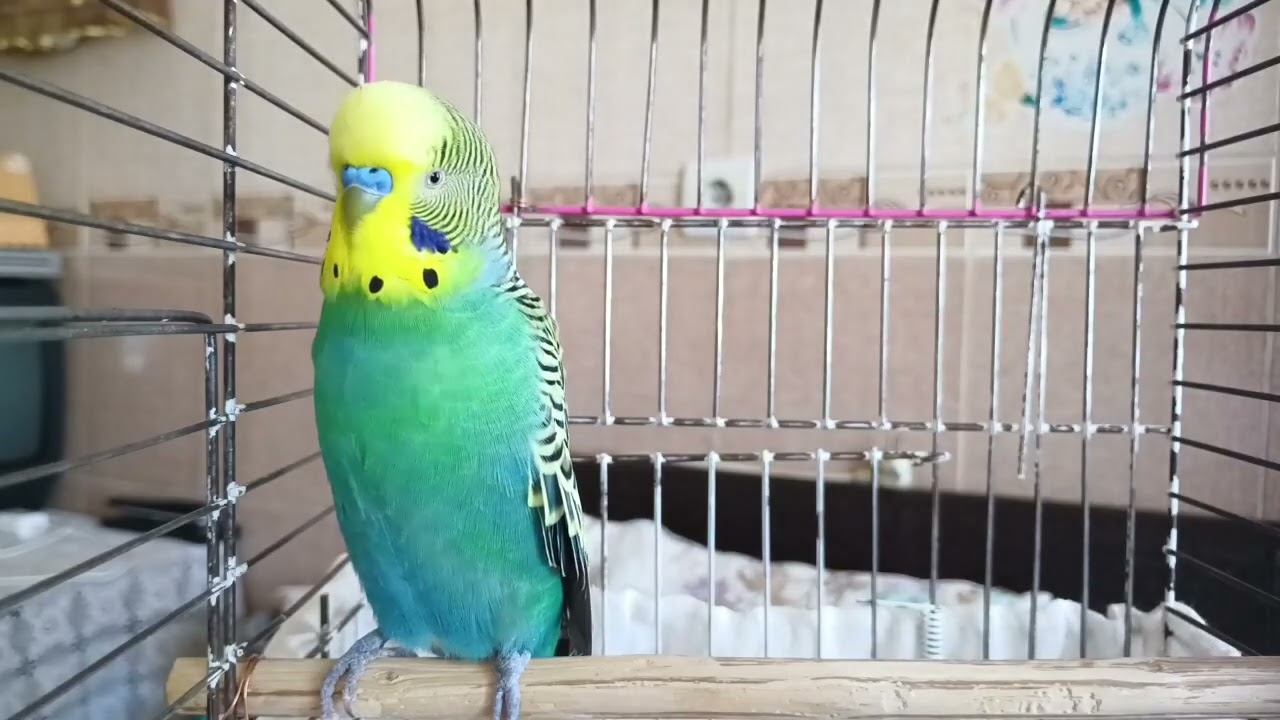 40 Dakikalık Muhabbet Kuşu Mutluluk Sesleri 🐦 Kuşunuzu Mutlu Edin