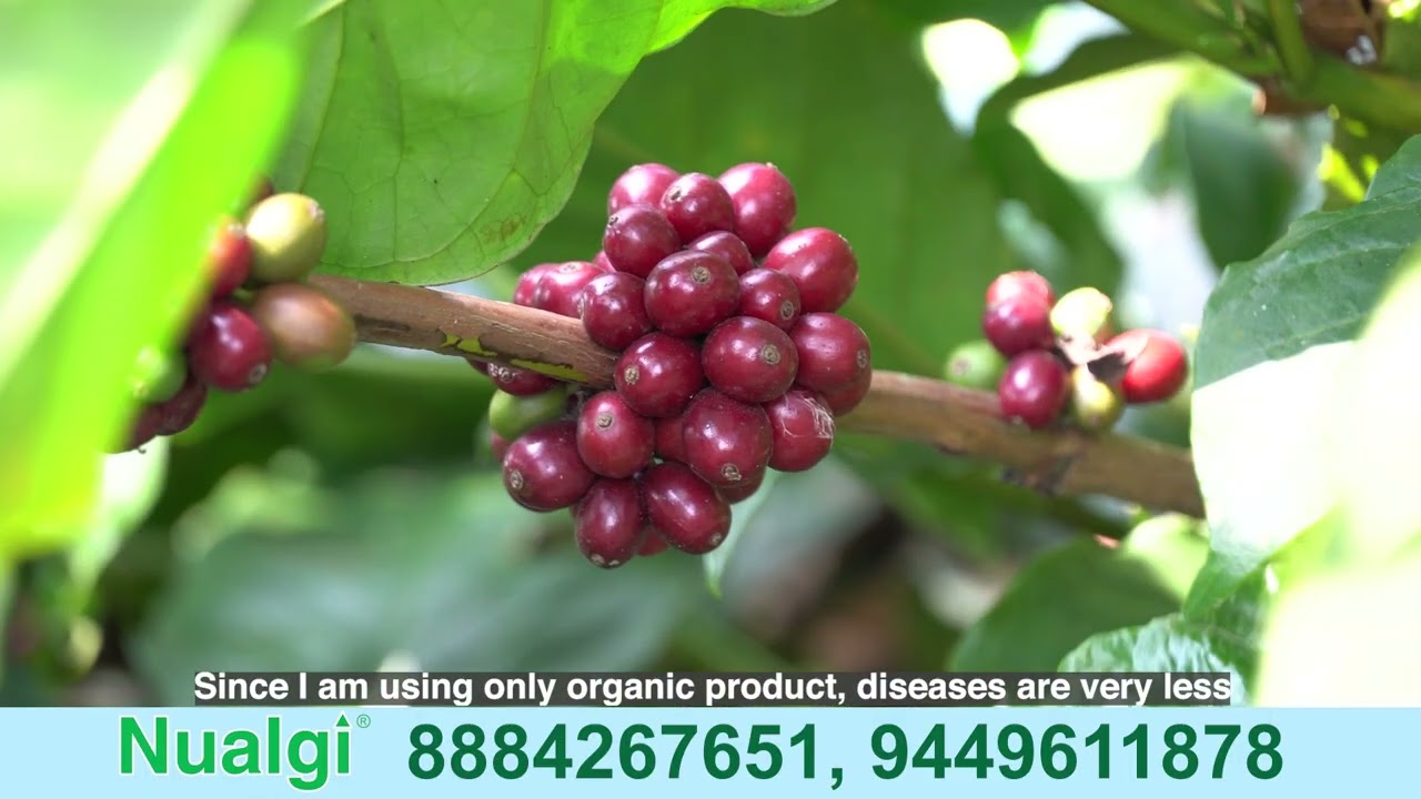 Nualgi Coffee  Pradeep