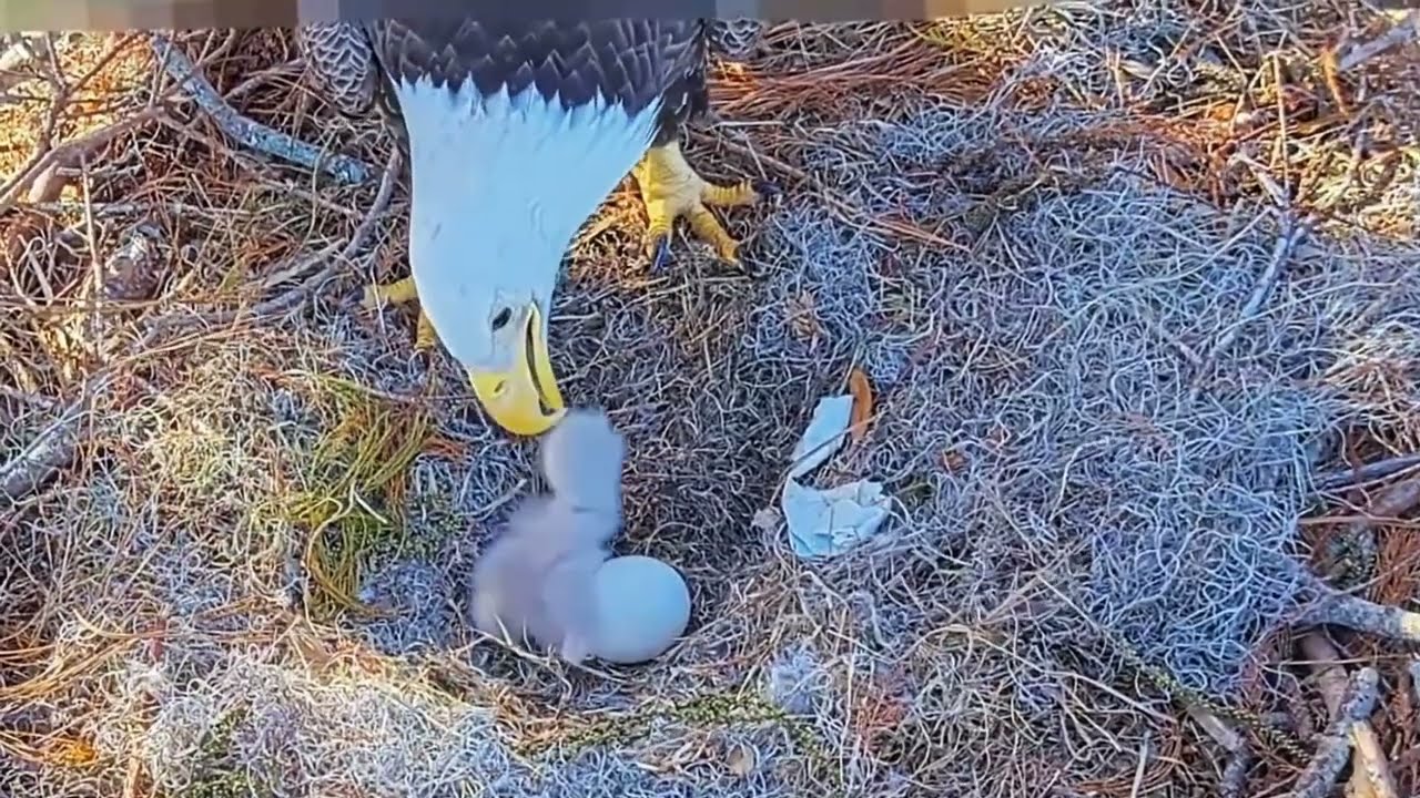 #baldeagle Cam4#02 mother birds brings food to feed her chicks in the nest, Falcon babies feeding