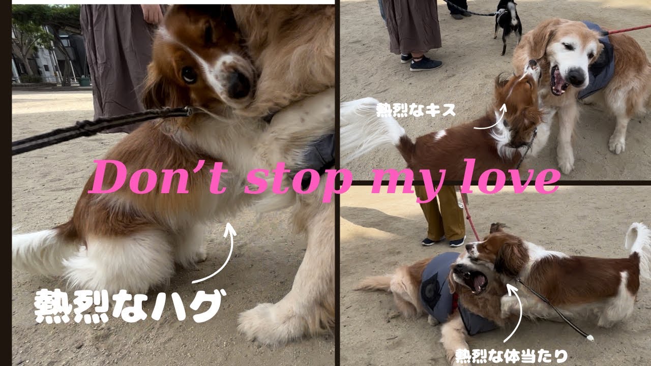 愛犬コーイケルホンディエ（キキ）の熱烈アタック