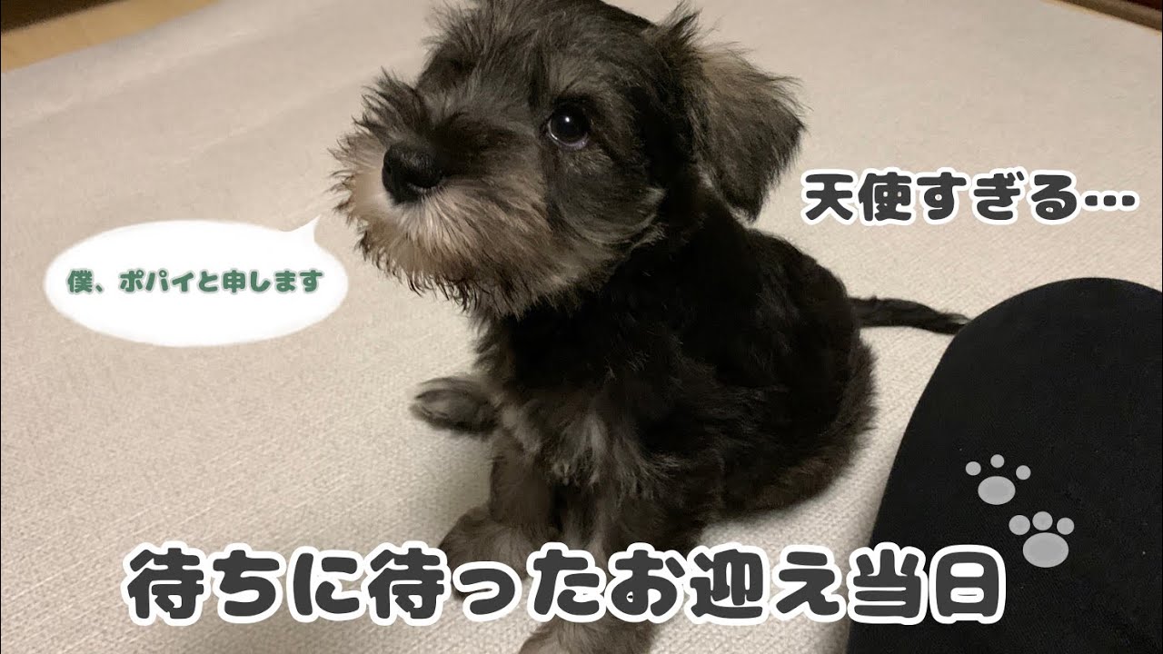 ミニチュアシュナウザーのパピーをお迎えしました。【ミニチュアシュナウザー】
