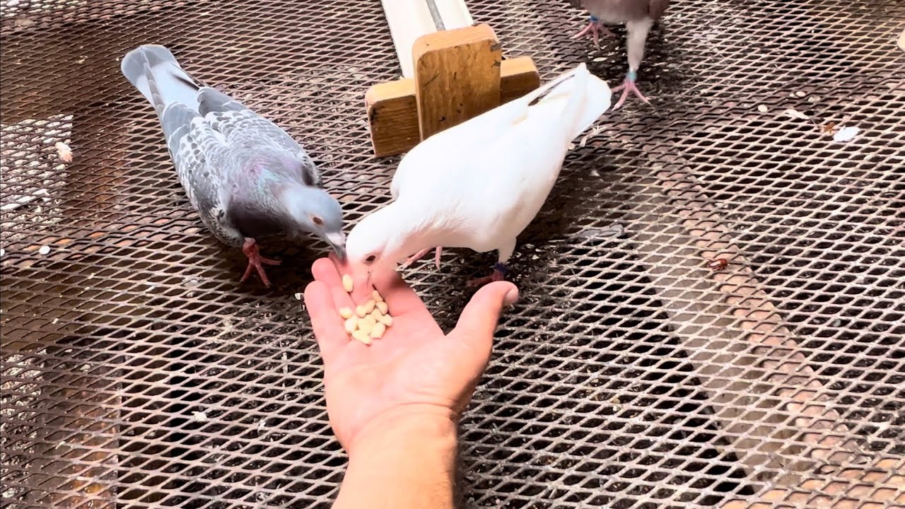 Pigeon stock loft upgrades, Pigeon perch changes and Pigeon loft cleaning