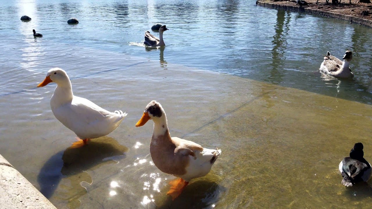 [FULL] Spending an afternoon with ducks at the park