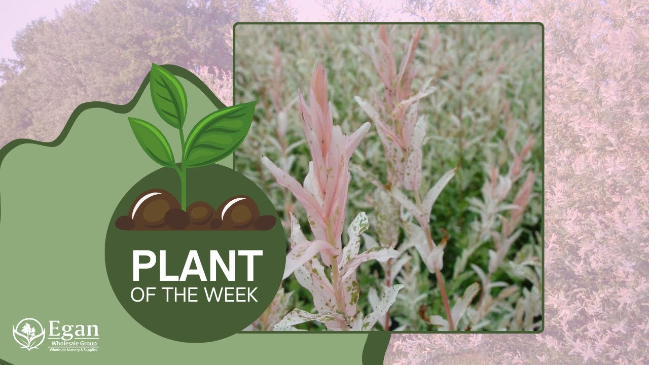Nishiki Willow | Plant of the Week!