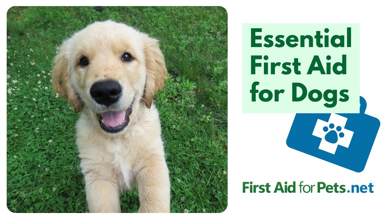 Essential first aid for dogs