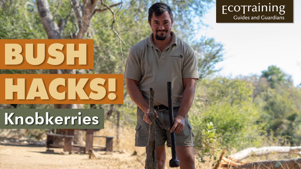 Knobkerries | EcoTraining Bush Hacks