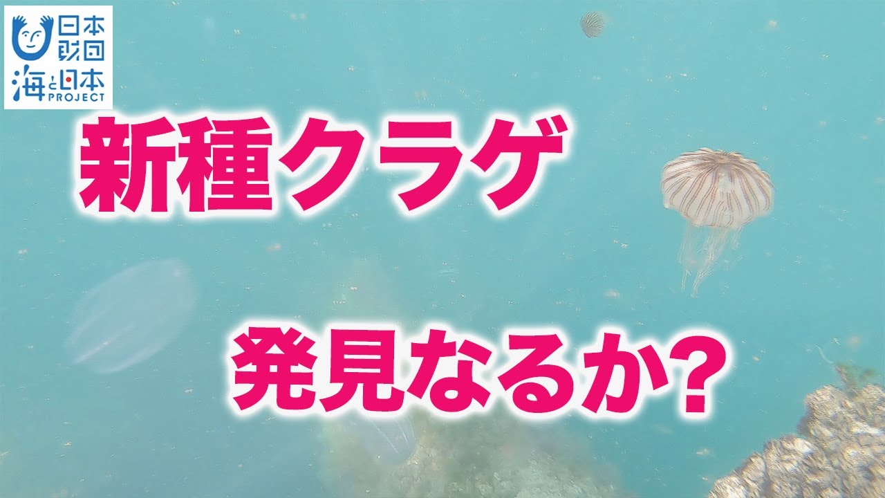 わがまちの海自慢～なぎさ水族館のクラゲ採集～ 日本財団 海と日本PROJECT in やまぐち 2022 #10