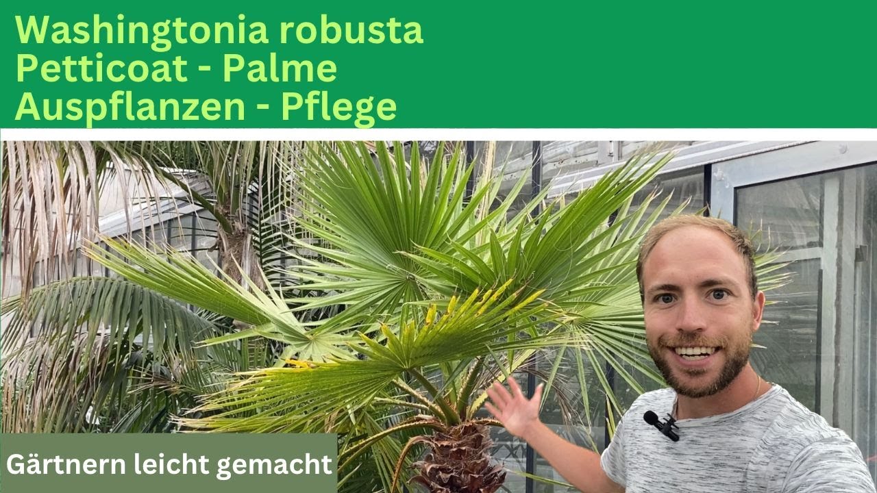 Washingtonia robusta auspflanzen 🌴 Petticoat Palme - Washingtonia robusta Pflege
