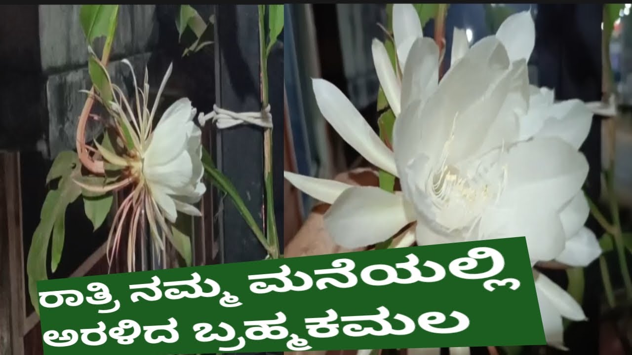 ನಮ್ಮ ಮನೆಯಲ್ಲಿ ಇವತ್ತು ರಾತ್ರಿ ಅರಳಿದ ಬ್ರಹ್ಮಕಮಲ#ಸುವಾಸನೆಯ_ವರ್ಷಕ್ಕೊಮ್ಮೆ_ಮಾತ್ರ_ಅರಳುವರಾತ್ರಿ_ರಾಣಿ