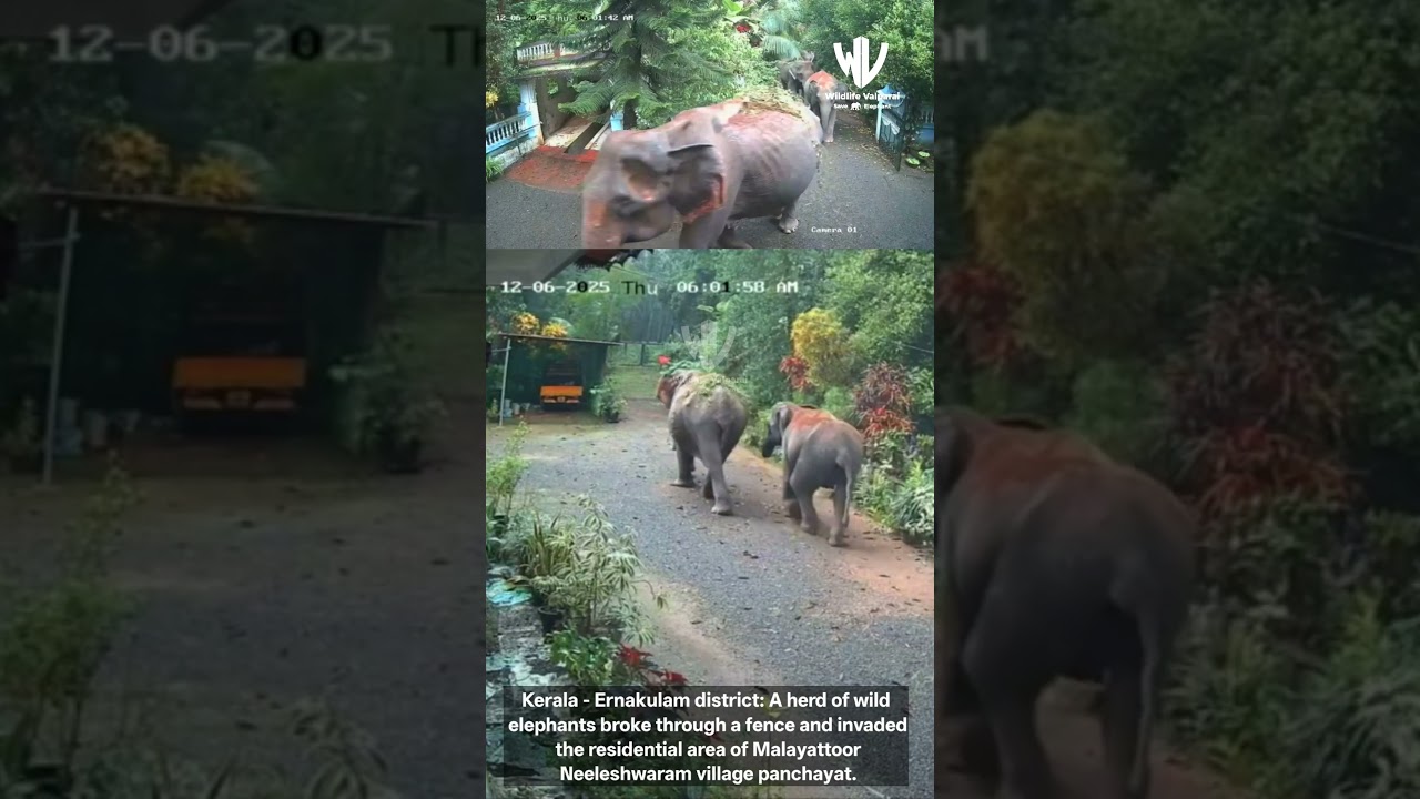 Kerala: Wild Elephants Enter Malayattoor Village #palaka #keralabackwaters