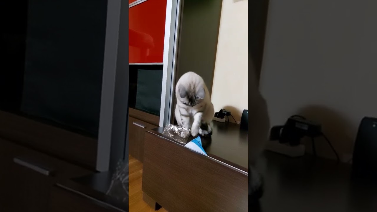 Lynx Point Siamese Cat plays in living