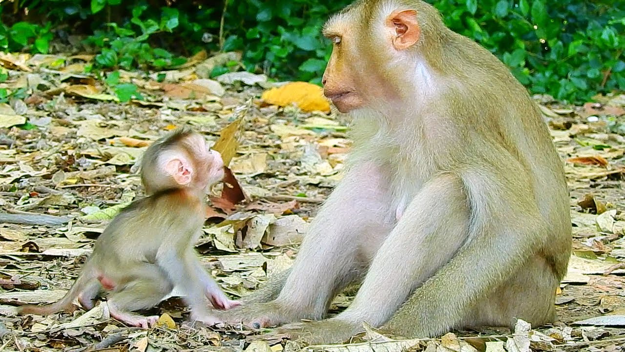 Very brave newborn baby monkey lip-talking mom for asking learning walk by herself