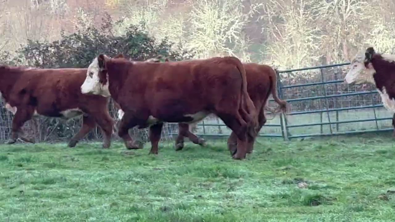 Hereford Bulls | 2026 Preview