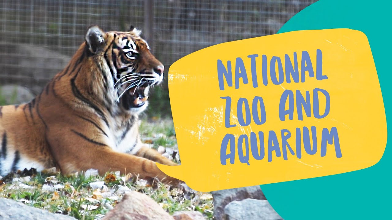National Zoo and Aquarium - updated