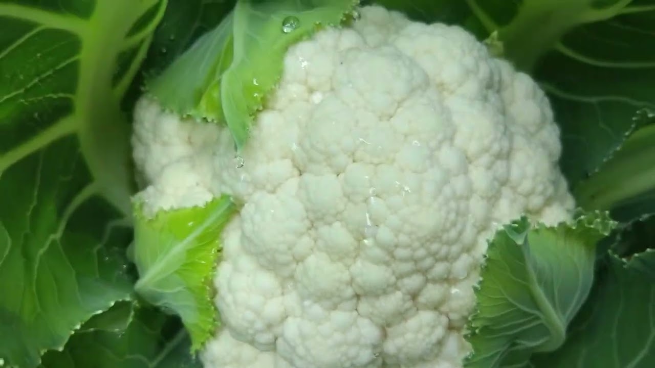 17 जनवरी 2026