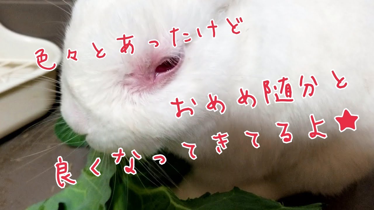 【うさぎ】ファルさん山あり谷あり編・・・
