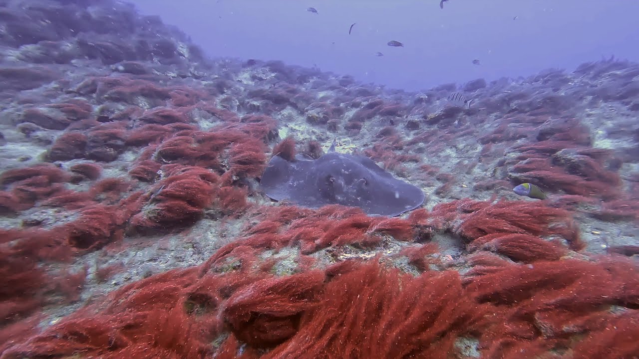 Lanzarote diving October 2025