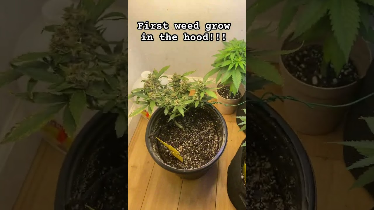 Growing autoflowers in my closet#fastbuds #weedgrow