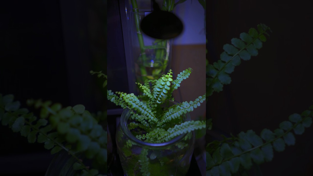 Exploring the magic of photosynthesis with my leafy friends 🍃✨ #PlantMagic #shortvideo #terrarium