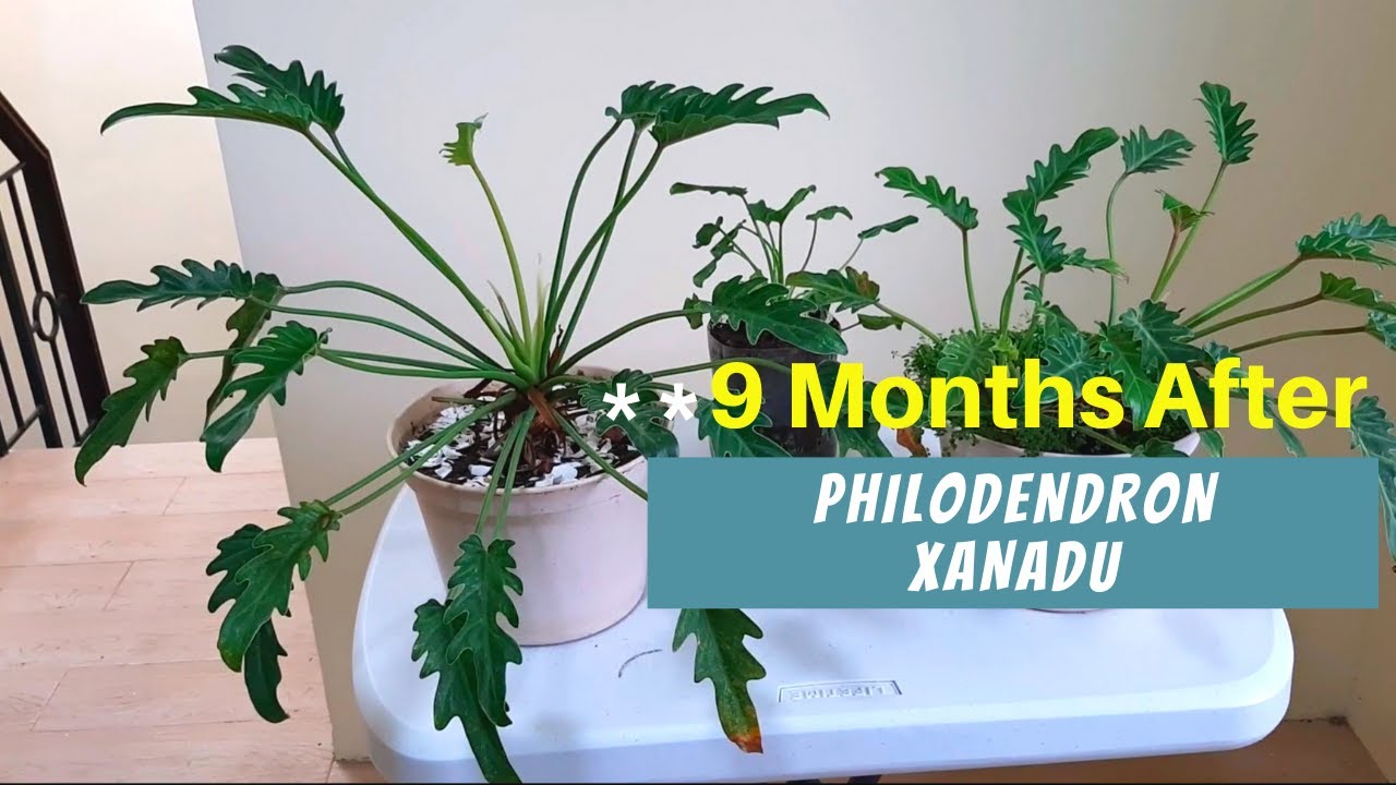 Philodendron Xanadu From New Plant To  9 Months After