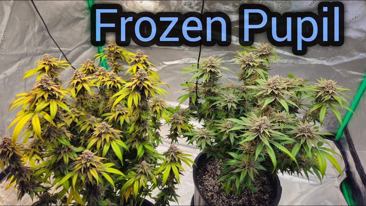 Frozen Pupil Week 8 harvest - The Friendly Grower