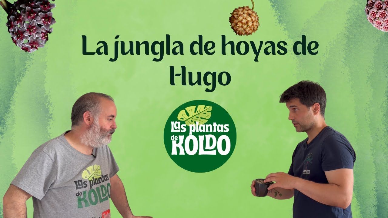 Visitamos la jungla de Hoyas de Hugo @hoya.at.home | Colección y tour plantil de Hoyas🌿