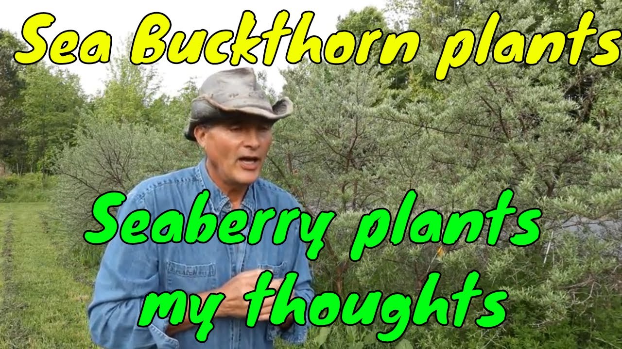 Seaberry Plants Sea Buckthorn plants My thoughts