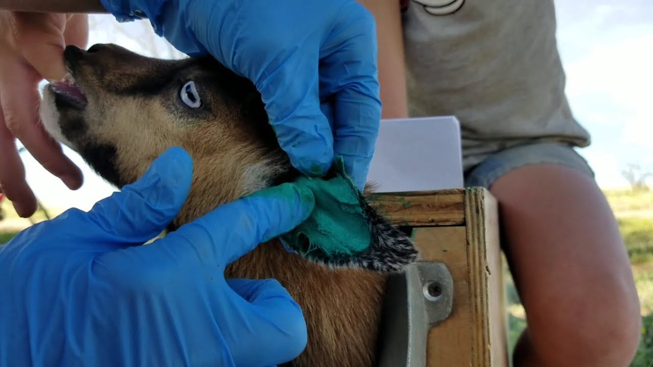 How To Tattoo A Goat