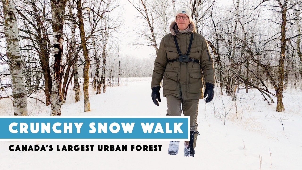 Winter Walk On Crunchy Snow in Winnipeg's Assiniboine Forest, Canada'a Largest Urban Forest (ASMR)