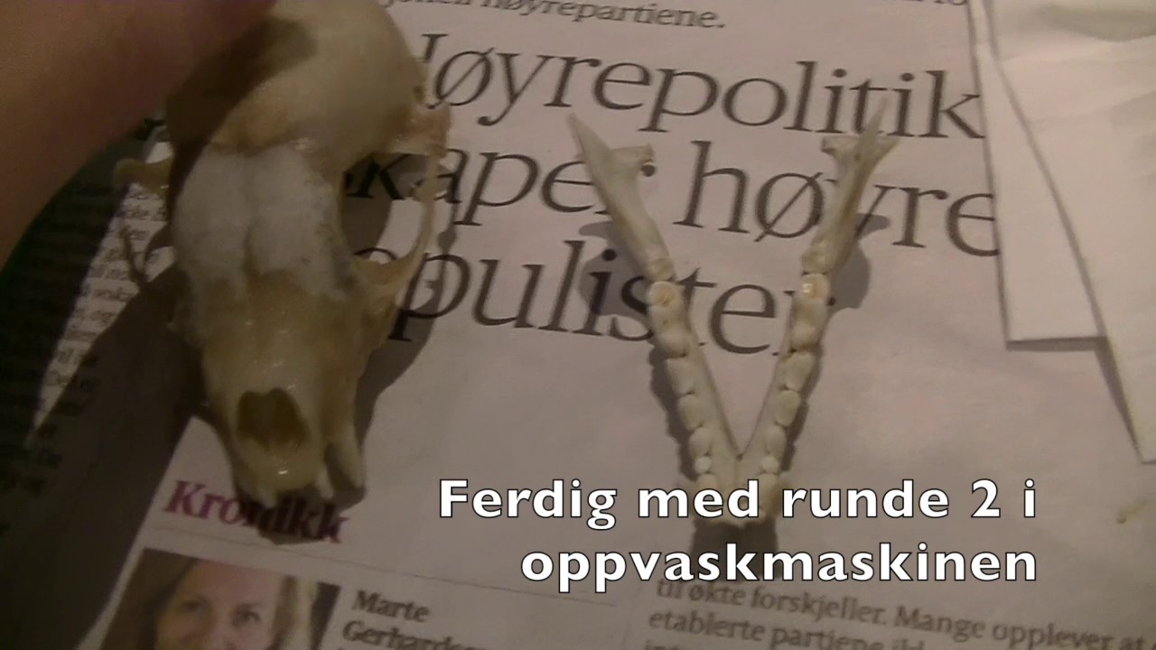 Bleking av mårskalle