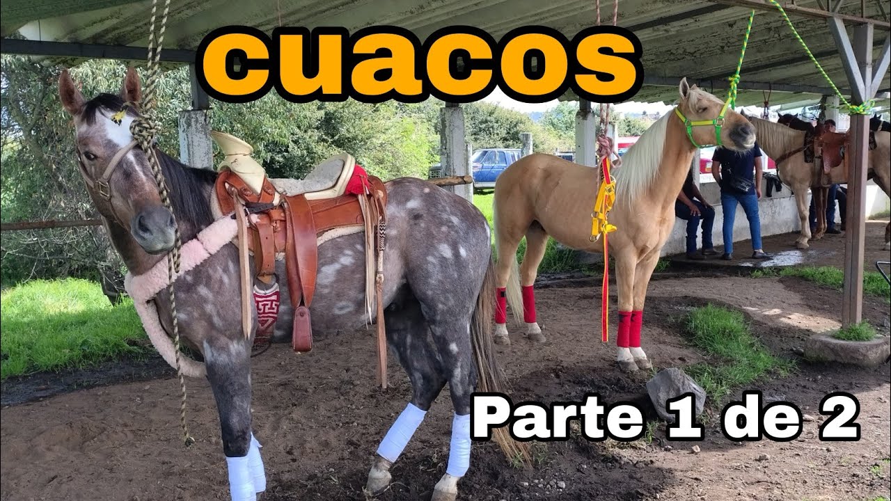 Cuacos o caballos  / Rancho las Tablas EDOMEX / PARTE 1 @ElRanchoyyoTagDominguez