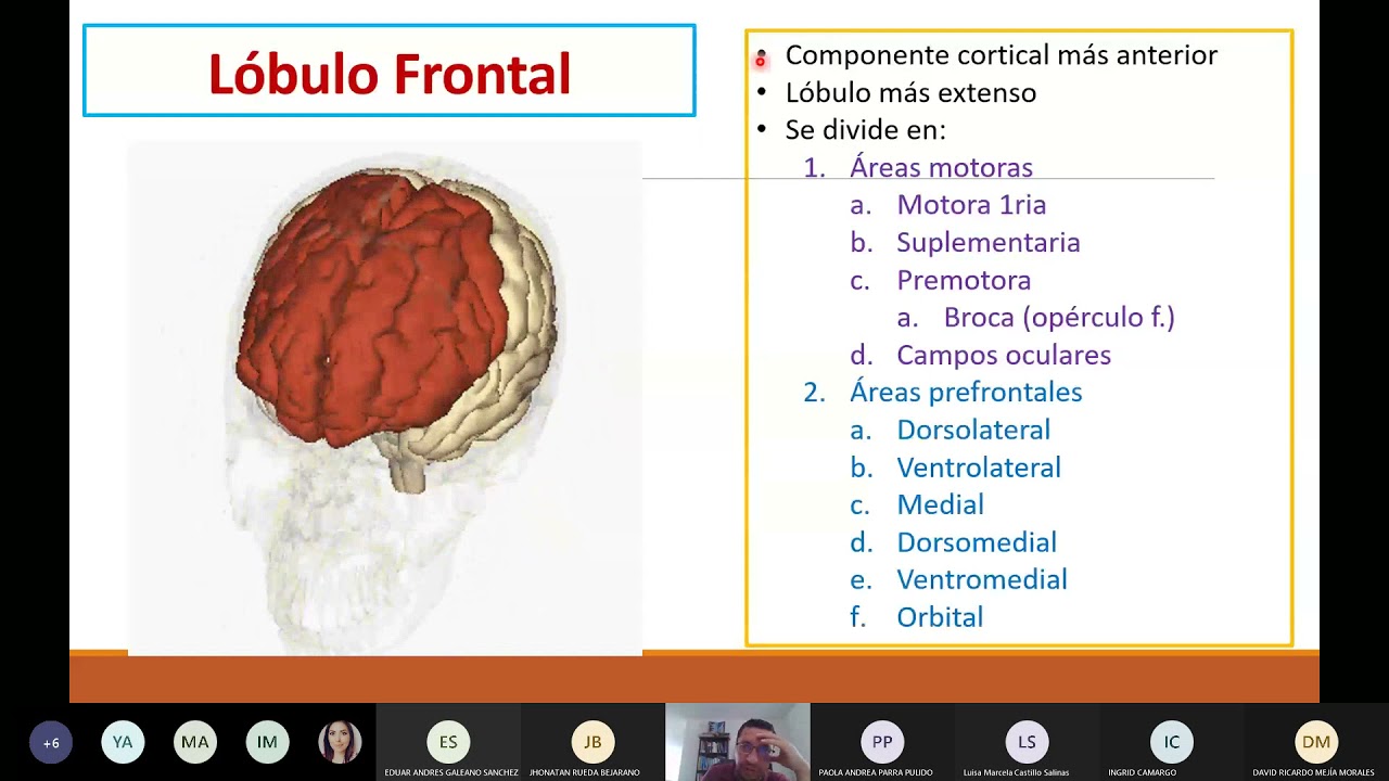 Lóbulo Frontal