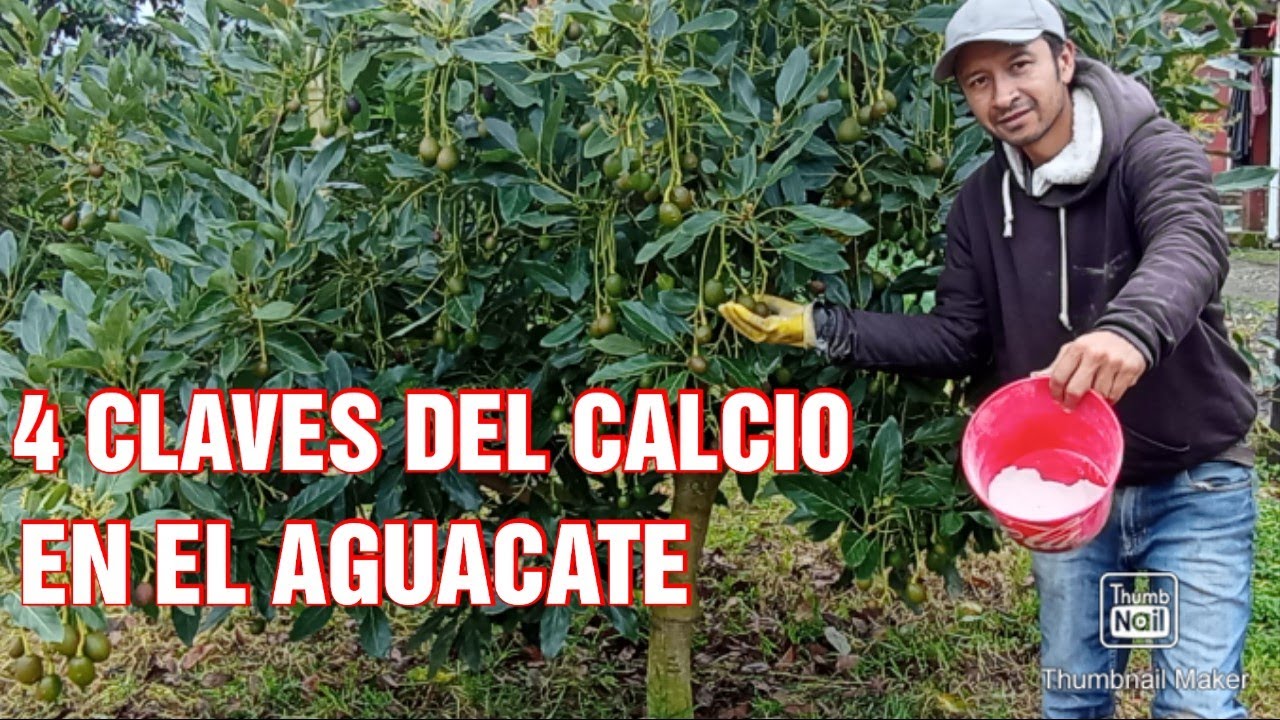 Cómo POTENCIAR tus AGUACATES con el CALCIO