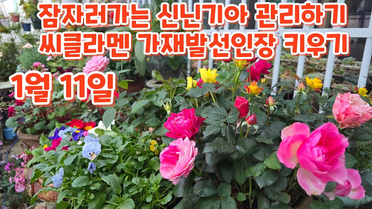 잠자러가는#신닌기아류 관리하기 #씨클라멘 #가제발선인장 #키우기