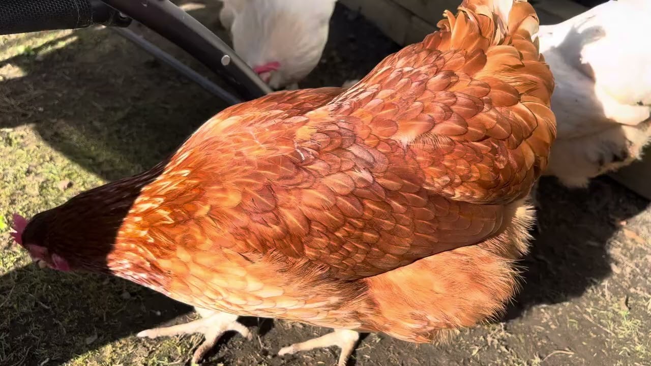 Chickens foraging and enjoying the sun