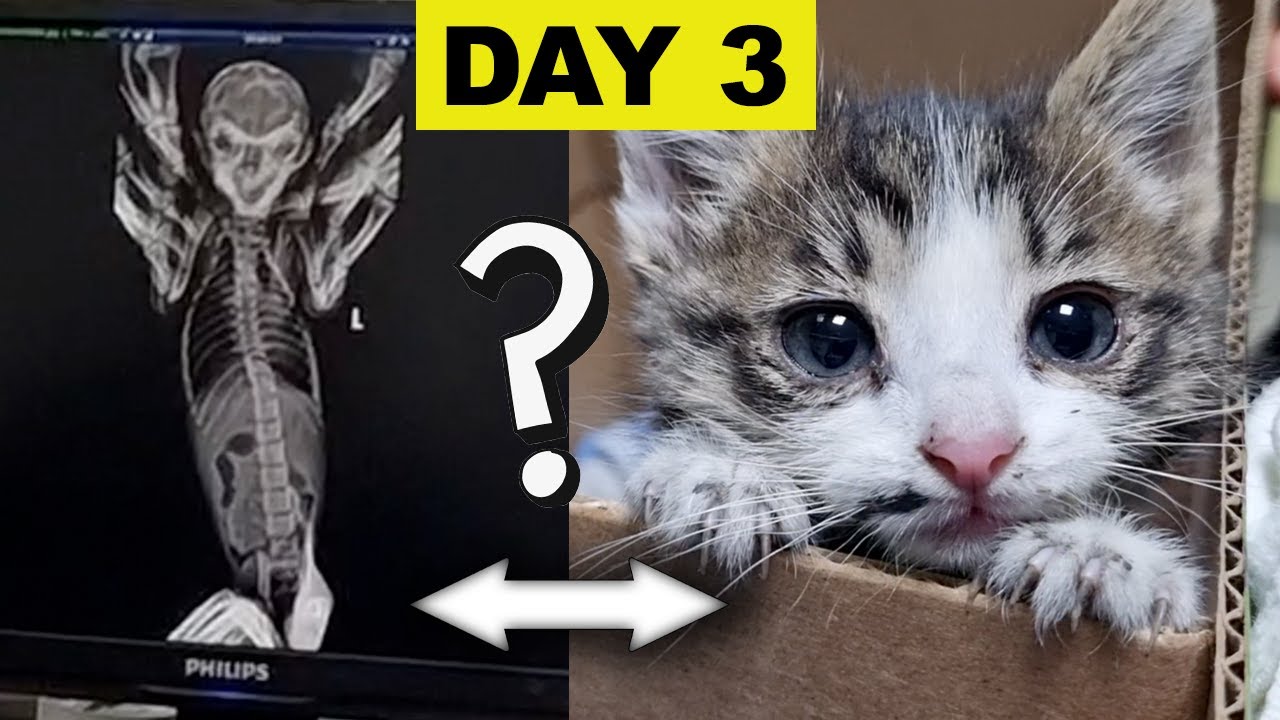 Наш котенок инопланетянин?
