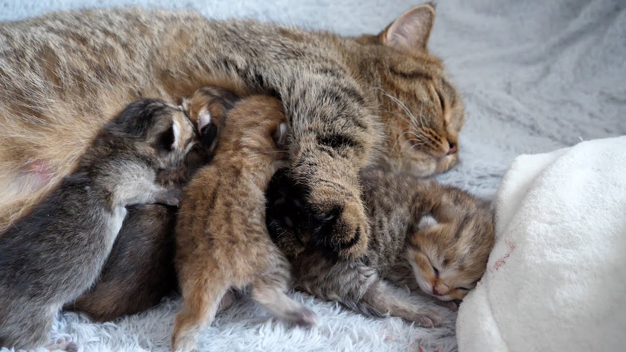 Here's a peaceful moment between a mother cat and her newborn kittens.