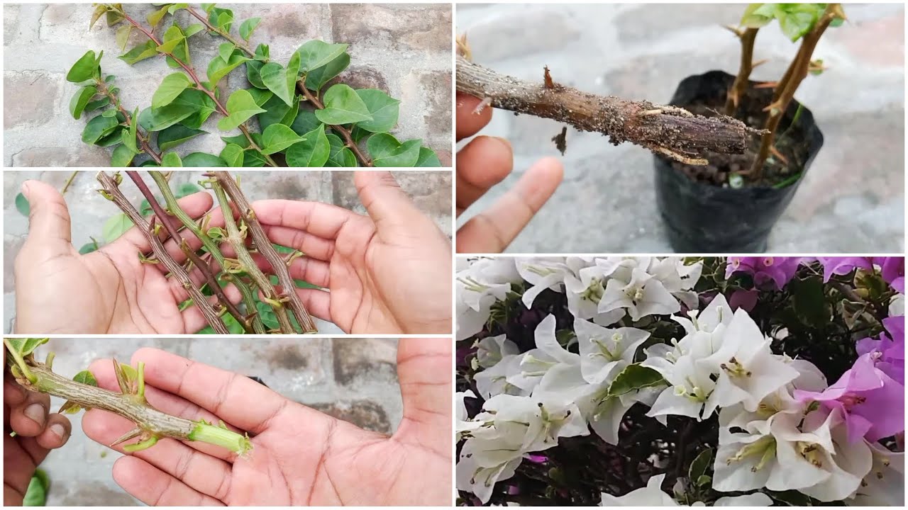 पार्क से बोगनविलिया की कटिंग लाकर गमले में कैसे लगाएं | Bougainvillea Propagation