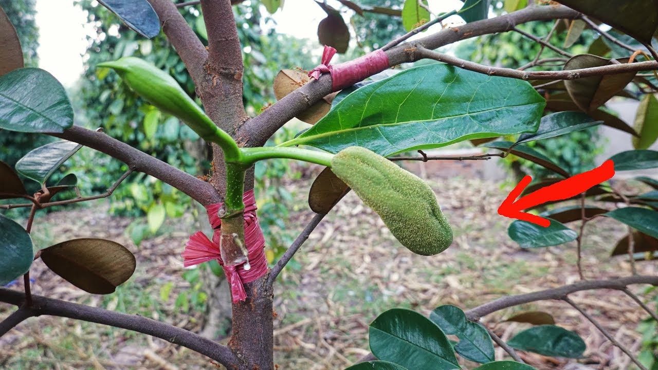 Cây Vú Sữa Ra Trái Mít .Thử Ghép Cây Vú Sữa Vào Cây Mít Xem Kết Quả NTN.Kỹ Thuật Grafting Fruit Tree
