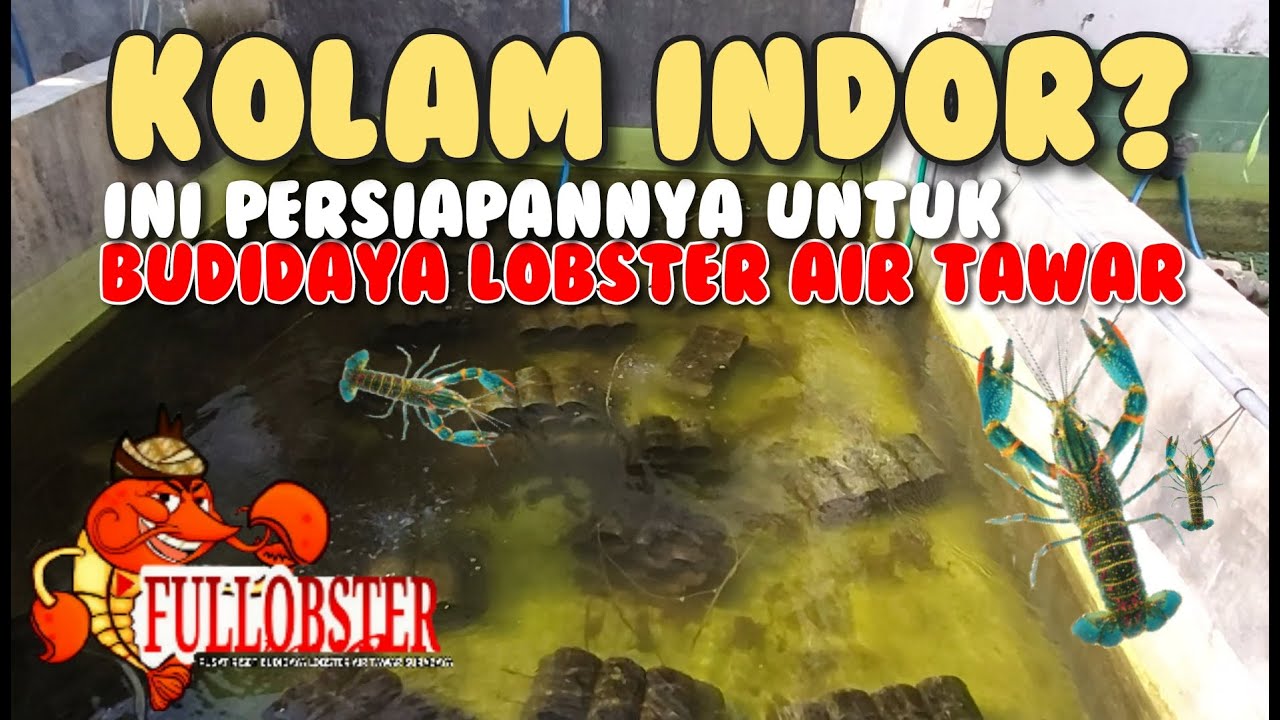 PERSIAPAN TERBAIK DALAM BUDIDAYA LOBSTER AIR TAWAR DI MEDIA KOLAM INDOR - PEMULA WAJIB MERAPAT !!