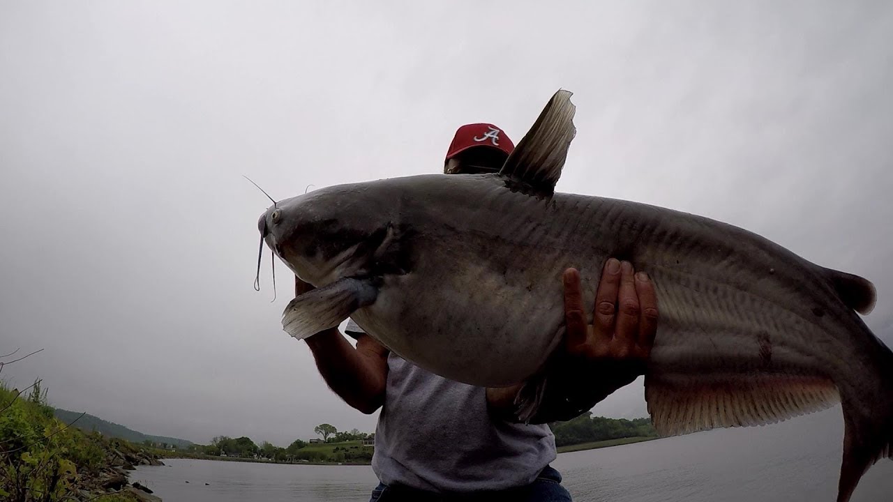 Catfishing From The Bank With Skipjack Herring