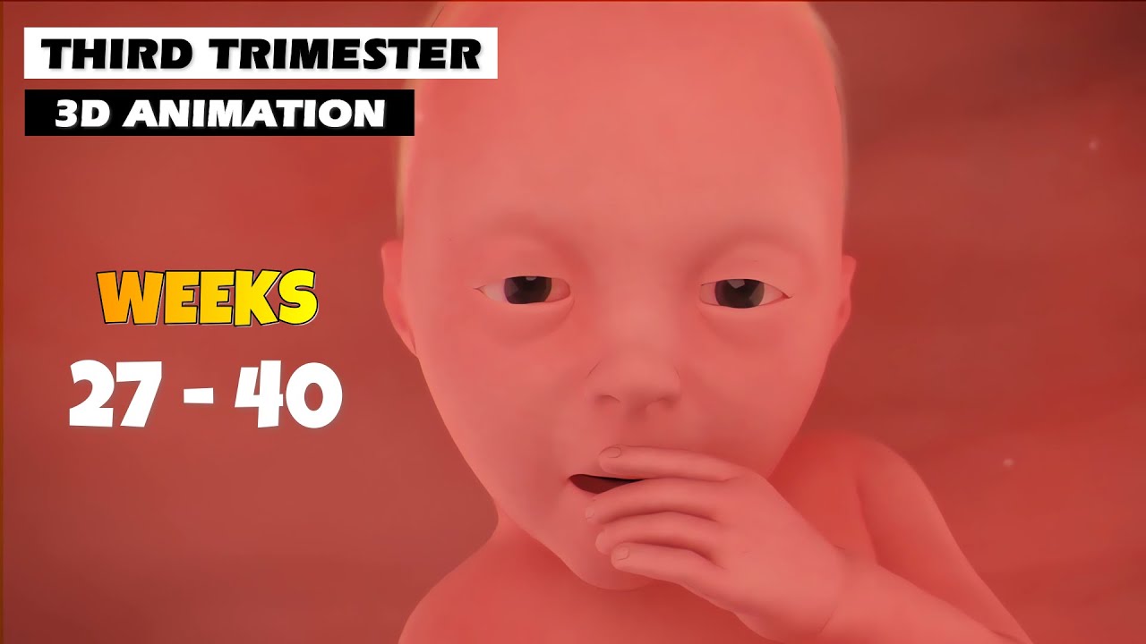 Третий триместр &ndash; течение беременности | 3D-анимация