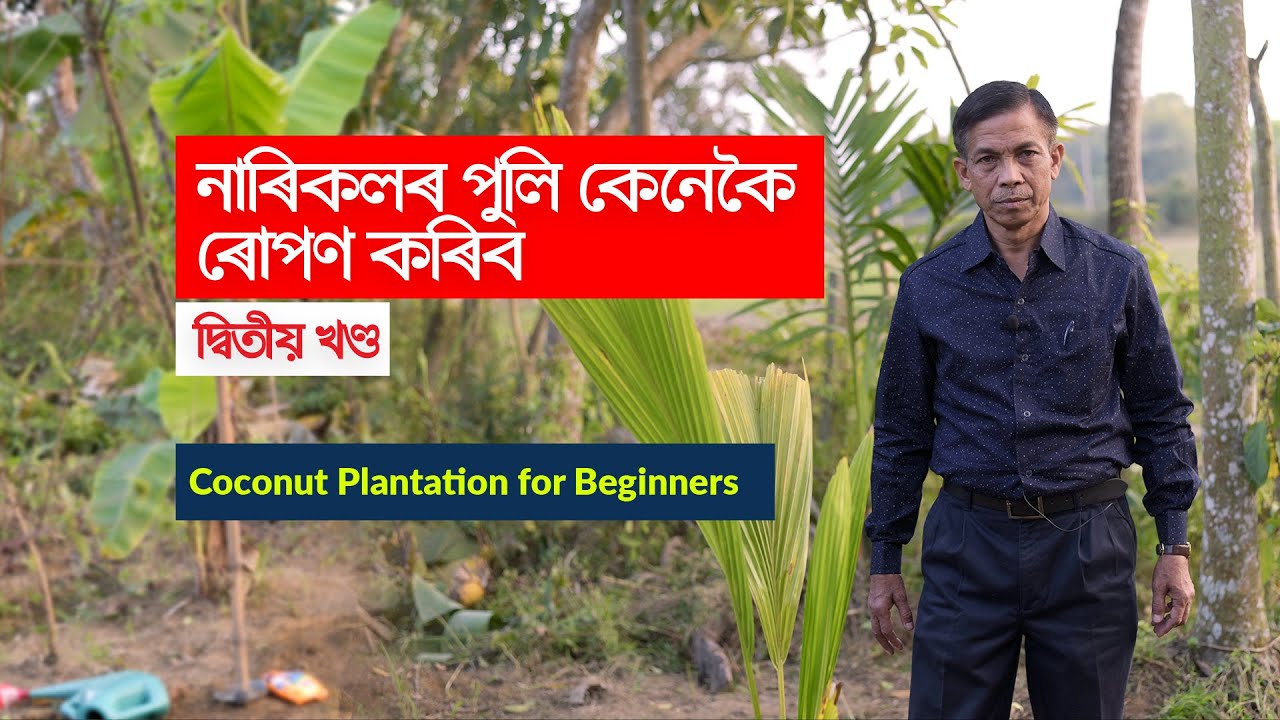 নাৰিকলৰ পুলি কেনেকৈ ৰোপণ কৰিব ? Coconut Plantation for Beginners | Part 2 of the Series