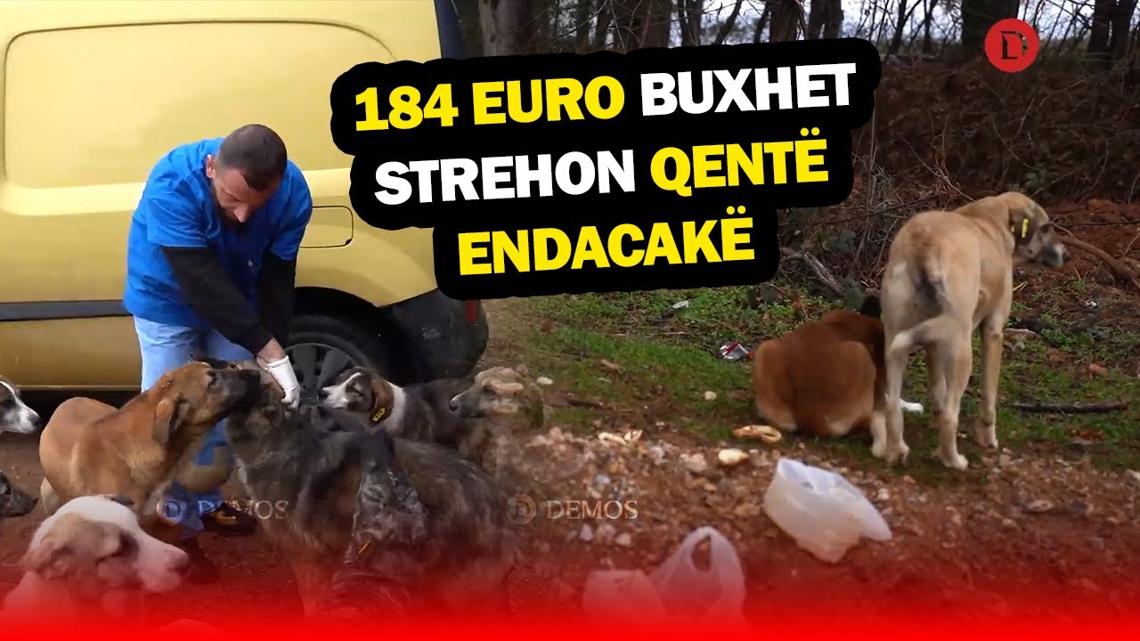 Burri nga Ferizaj që strehon dhe kujdeset për qentë endacakë me 184 euro buxhet